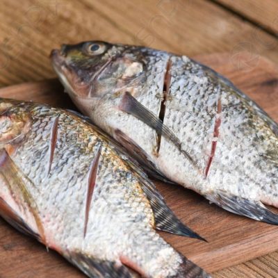 Tilapia
